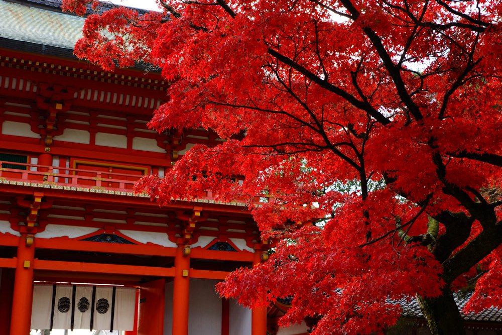 🏯 기원정사 (기온지) 이미지 3